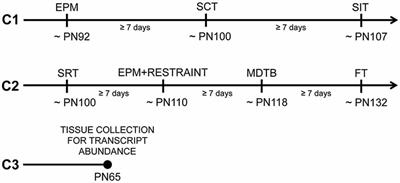 Maternal Predator Odor Exposure in Mice Programs Adult Offspring Social Behavior and Increases Stress-Induced Behaviors in Semi-Naturalistic and Commonly-Used Laboratory Tasks